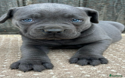 Cane Corso dogs for sale: Beautiful Blue Cane Corso Girls Ready Now - Image 5