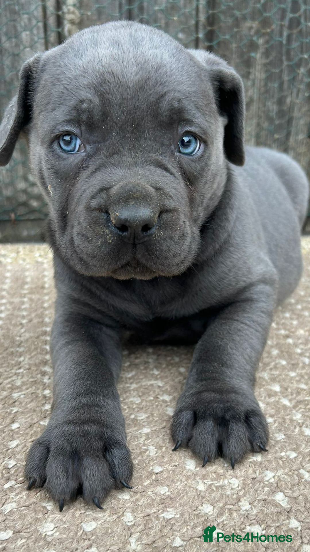 Cane Corso dogs for sale: Beautiful Blue Cane Corso Girls Ready Now - Image 5