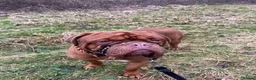 Dogue De Bordeaux dogs for sale: Exceptional KC Dogue de Bordeaux Puppies - Advert 18