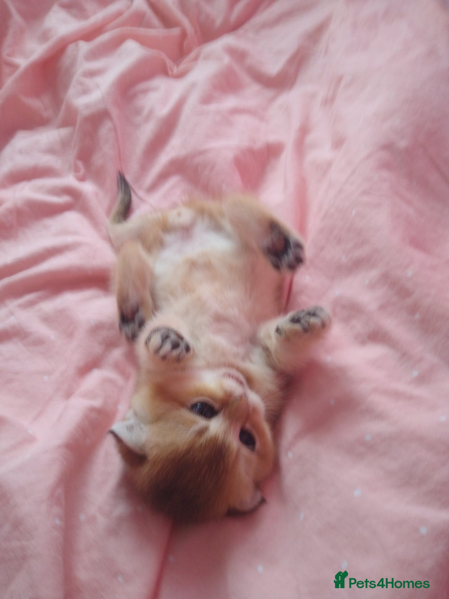 Scottish Fold cats Cute 🥰 Scottish fold TICA register  - Advert 8