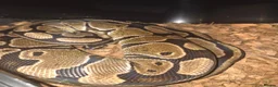 Python Snake reptiles for sale: 3 ball pythons to good home  in Glasgow - Advert 3