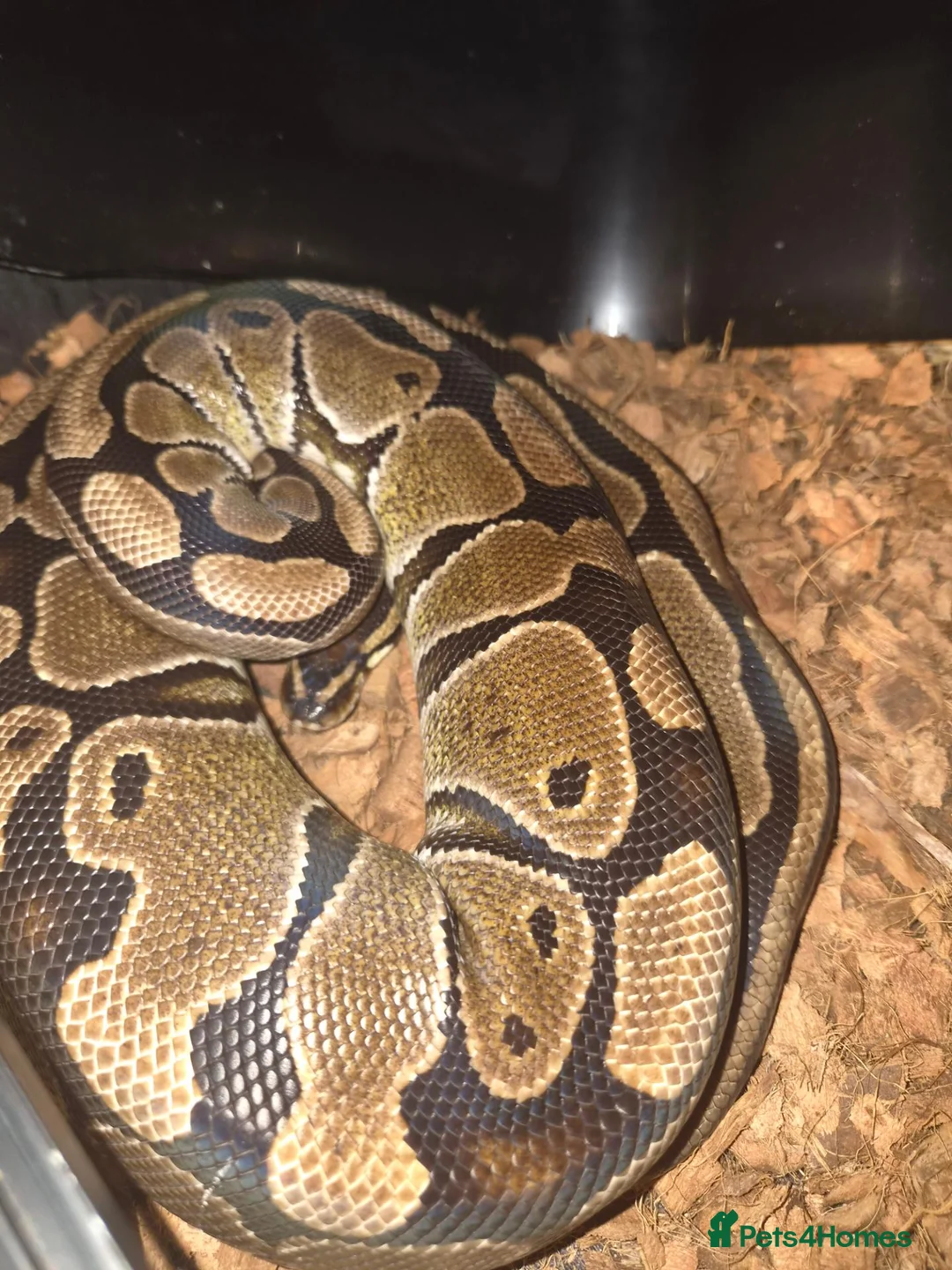 Python Snake reptiles for sale: 3 ball pythons to good home  in Glasgow - Advert 3