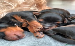Miniature Poodle dogs for stud: KC phantom miniature poodle stud health tested in Thetford - Image 18
