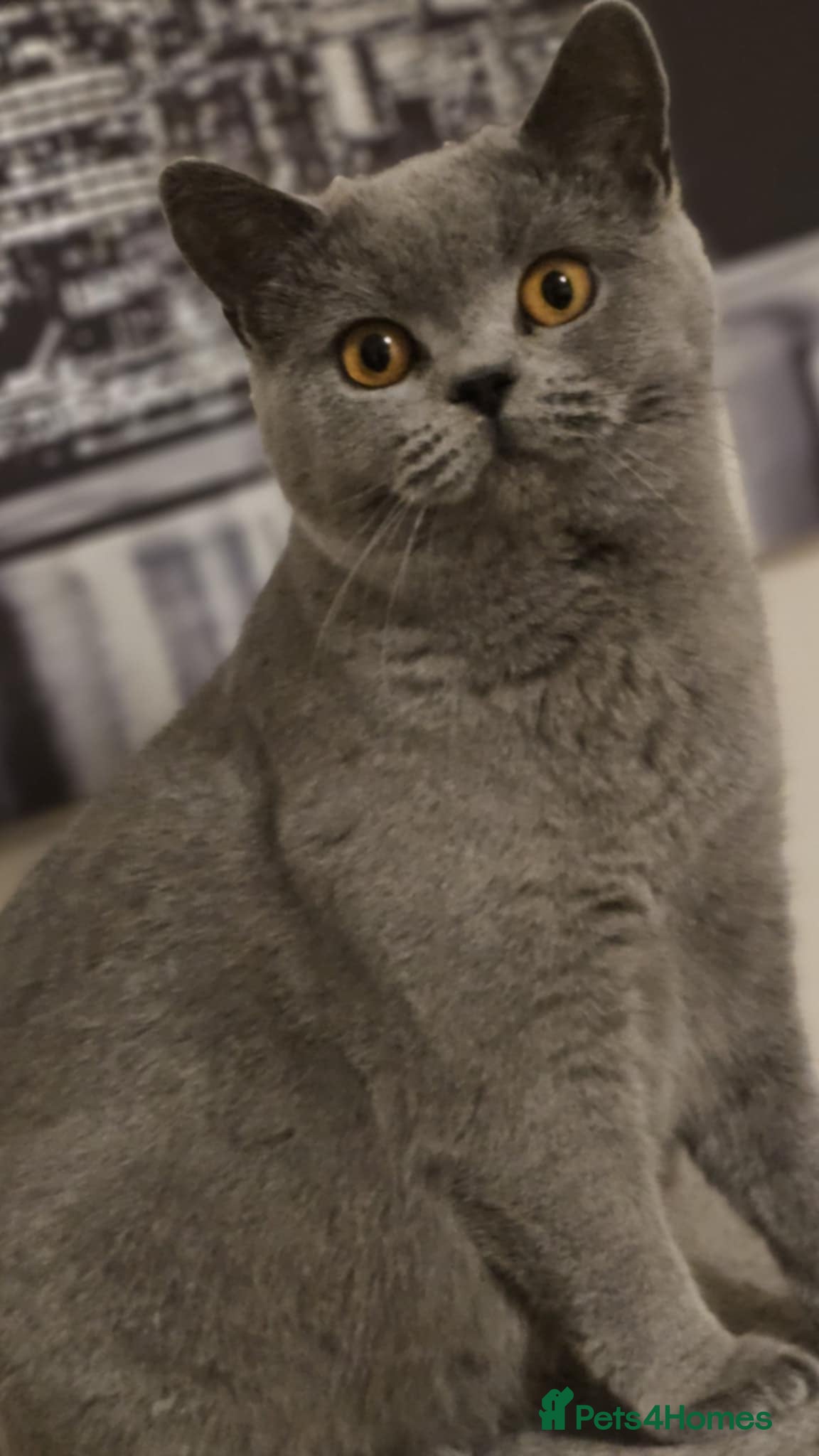 British Shorthair cats GCCF British Shorthair Girl - Advert 2