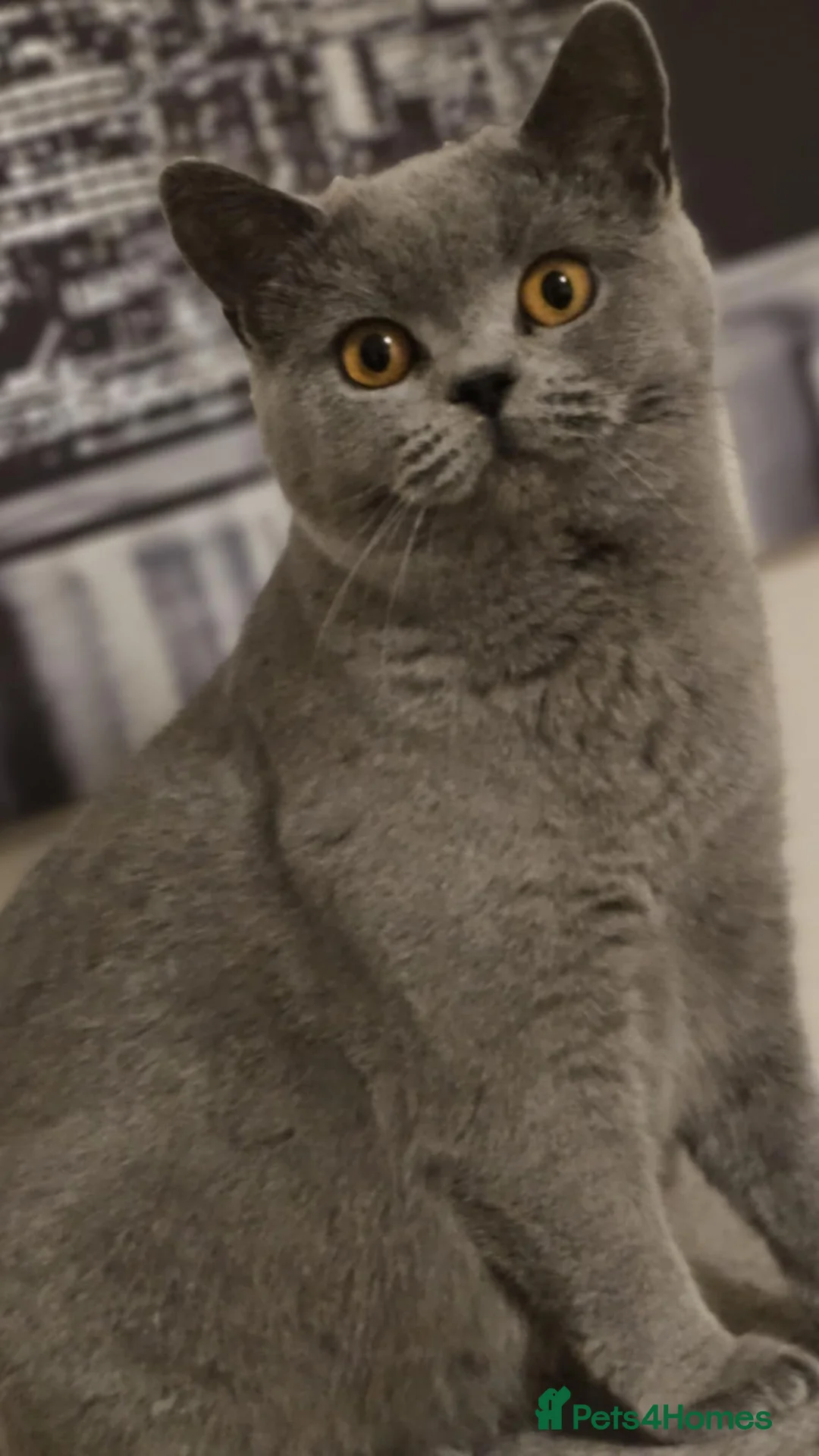 British Shorthair cats for sale: GCCF British Shorthair Girl - Advert 1