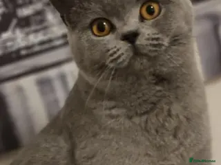 British Shorthair cats GCCF British Shorthair Girl - Advert 1