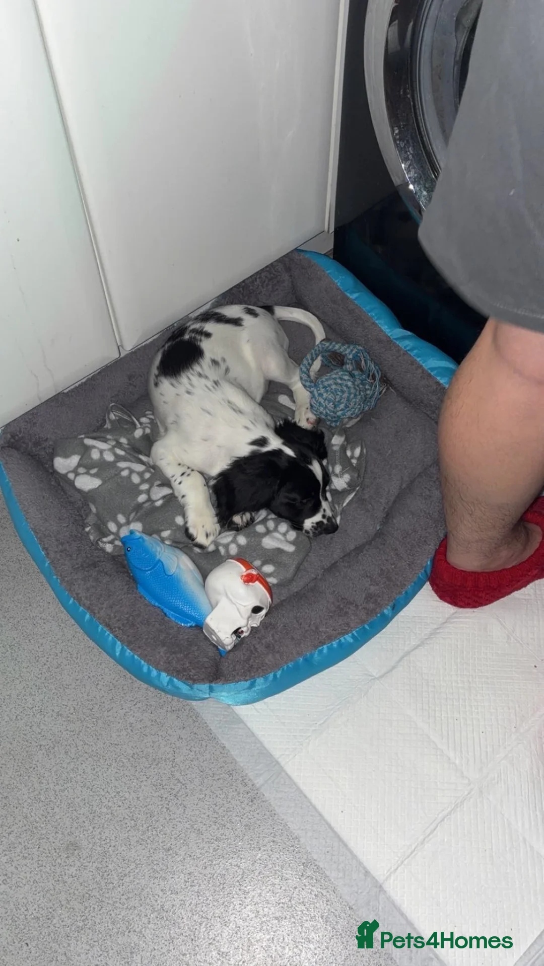 Mixed Breed dogs for sale: Loki! in Havant - Advert 2