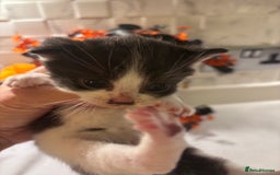 Mixed Breed cats for sale: Mixed British shorthair kittens! 🐈‍⬛  - Image 19