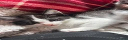 Ragdoll cats for sale: Ragdoll x kittens  - Advert 3
