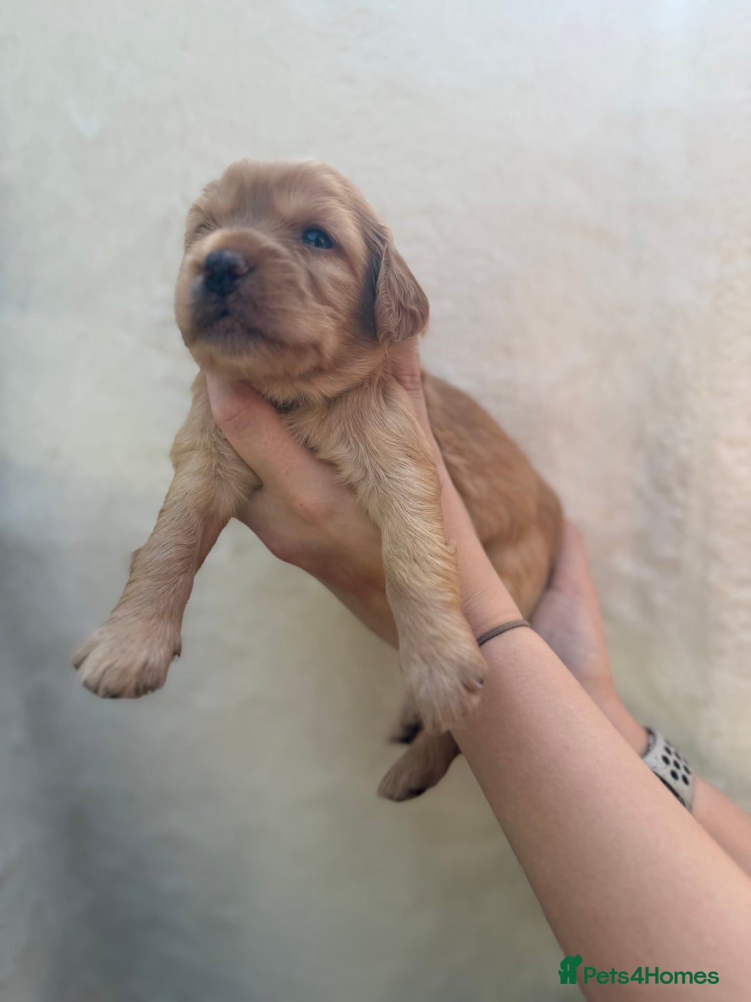Mixed Breed dogs for sale: Cavapoo x cockapoo puppies in Loughborough - Image 18
