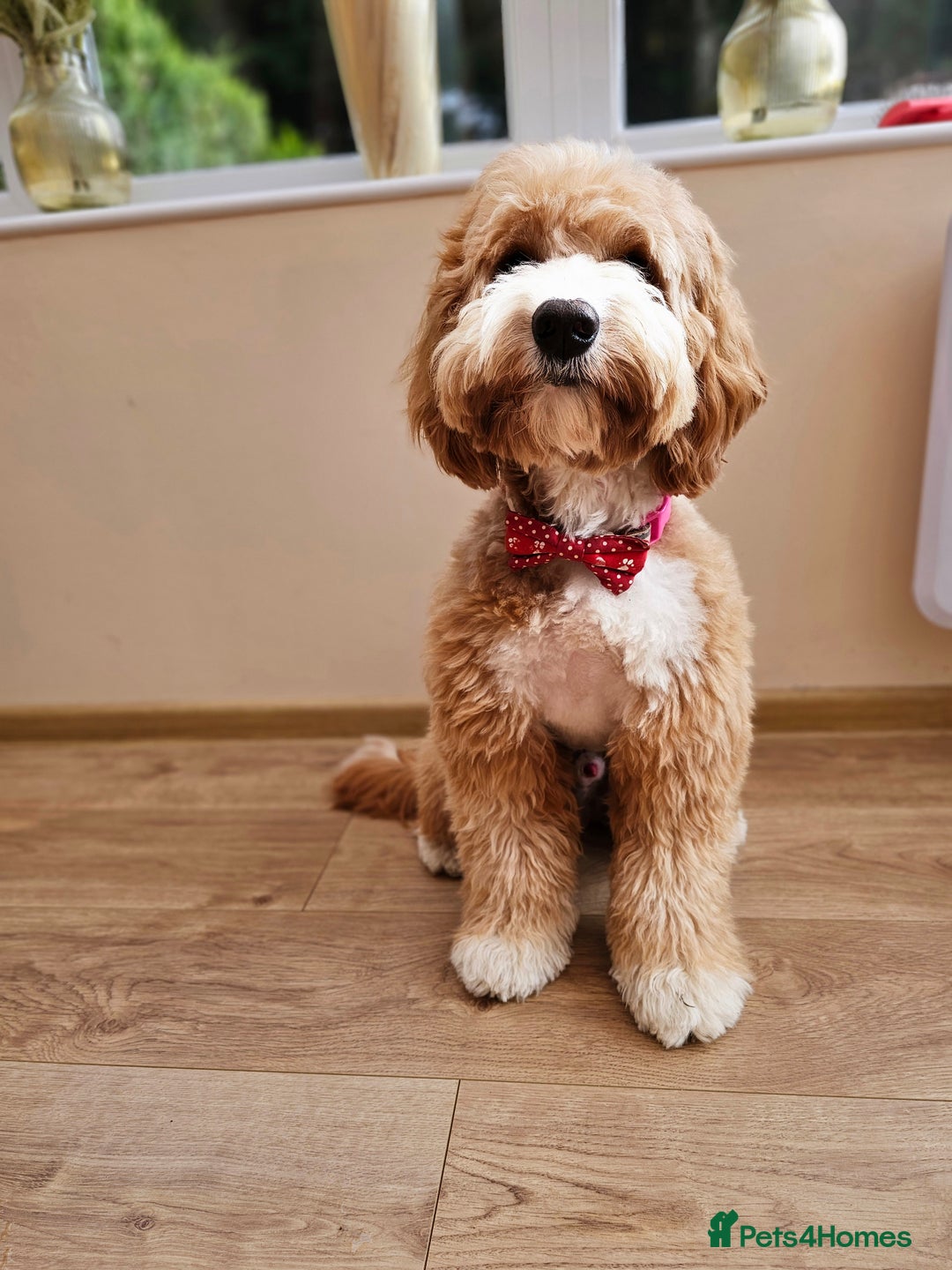 Cocker Spaniel dogs for stud: Hip0/0 Elbow 0/0 🌟Australian Labradoodle  - Advert 7