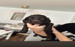 Cocker Spaniel dogs for sale: Cocker spaniel puppy  - Image 9