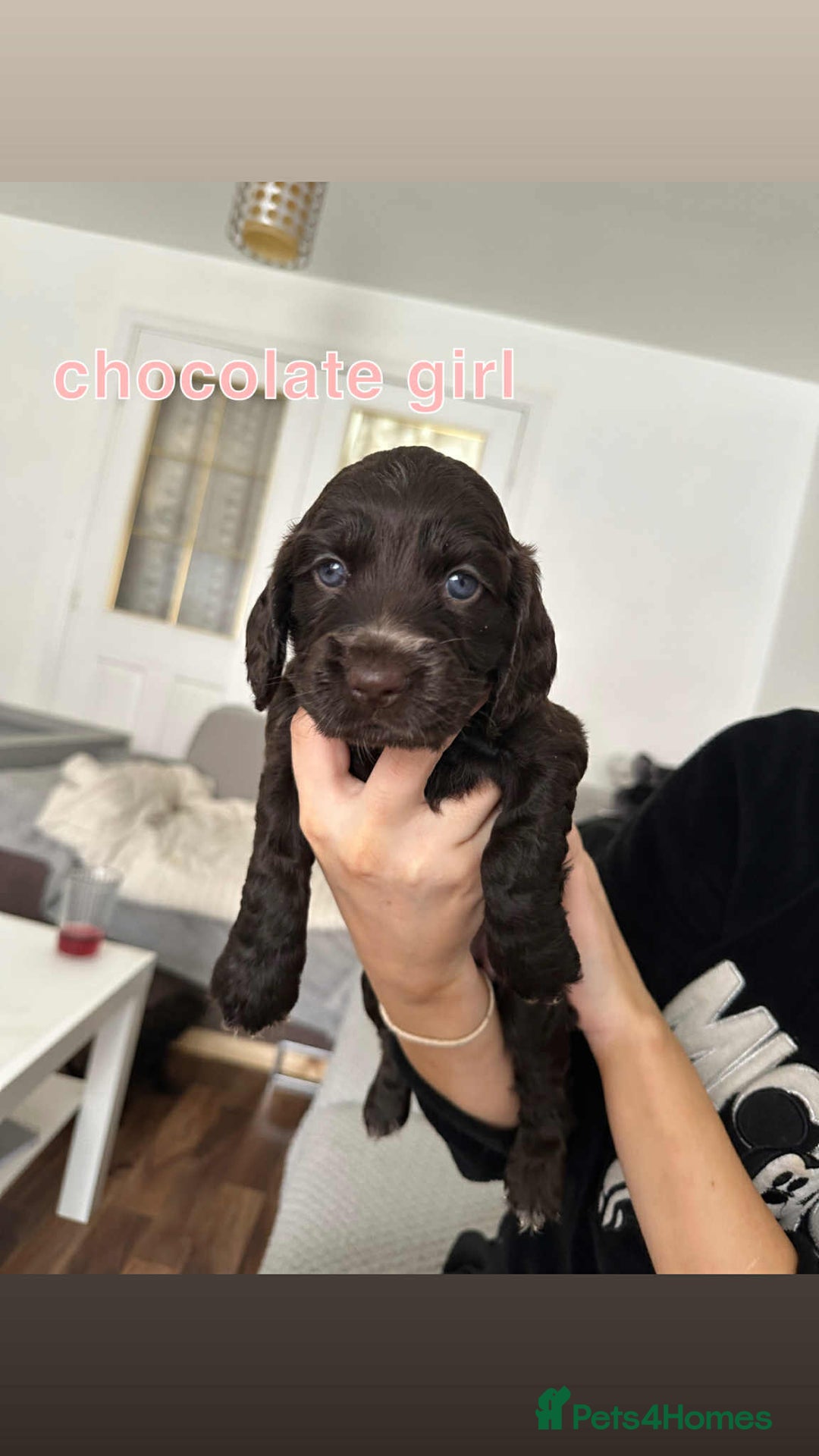 Cocker Spaniel dogs for sale: Cocker spaniel puppy  - Image 9