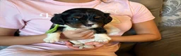 Cavalier King Charles Spaniel dogs for sale: KC registered King Charles cavaliers  - Advert 17
