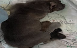 American Bully dogs for sale: American Micro Bully. Ready to go.  - Image 9