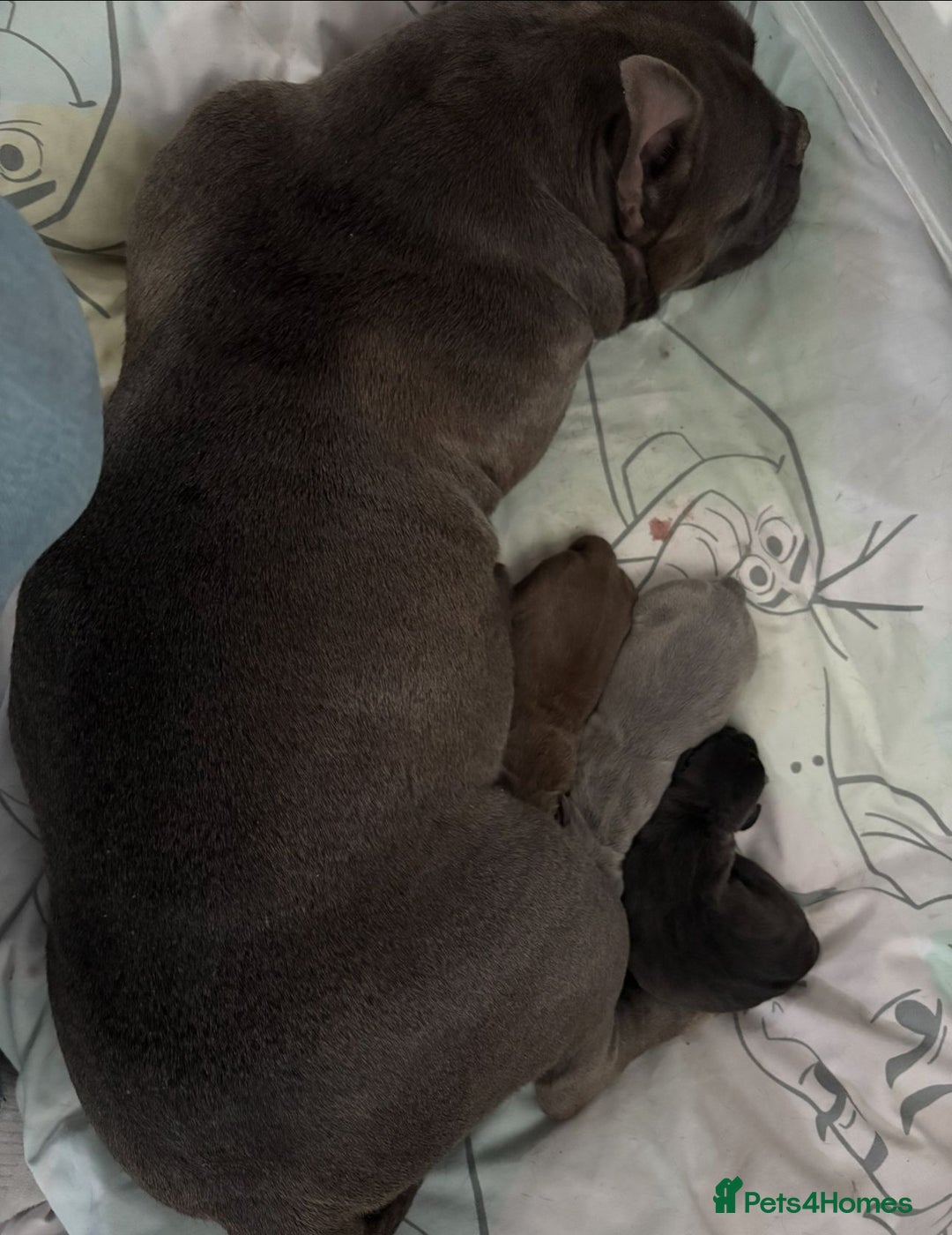 American Bully dogs for sale: American Micro Bully. Ready to go.  - Image 9