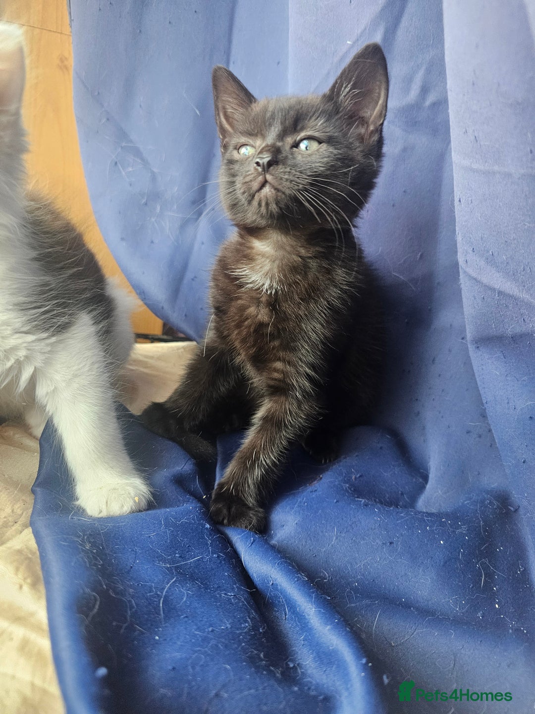Mixed Breed cats for sale: Beautiful playful kittens  - Image 6