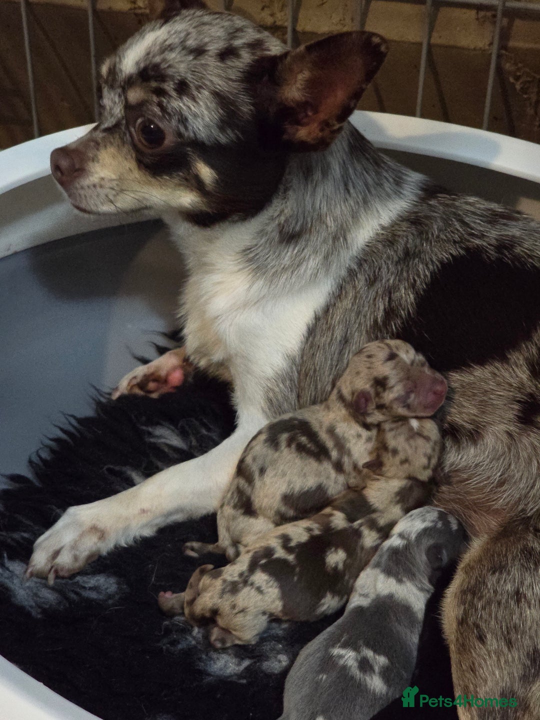 Chihuahua dogs for sale: Chihuahua puppies - Advert 2