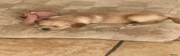 Golden Retriever dogs for sale: Beautiful kc reg golden retriever puppies  - Advert 8