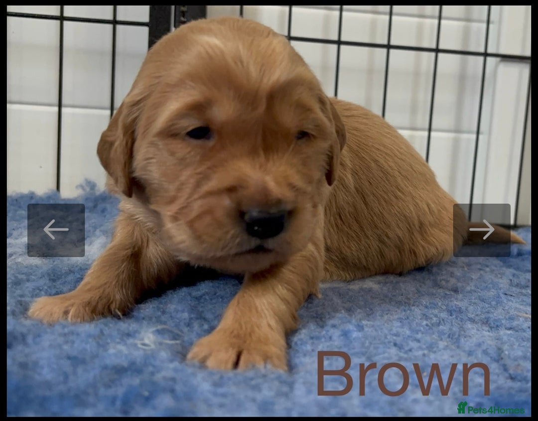 Golden Retriever dogs for sale: KC DNA tested gorgeous golden retriever puppies  - Advert 18