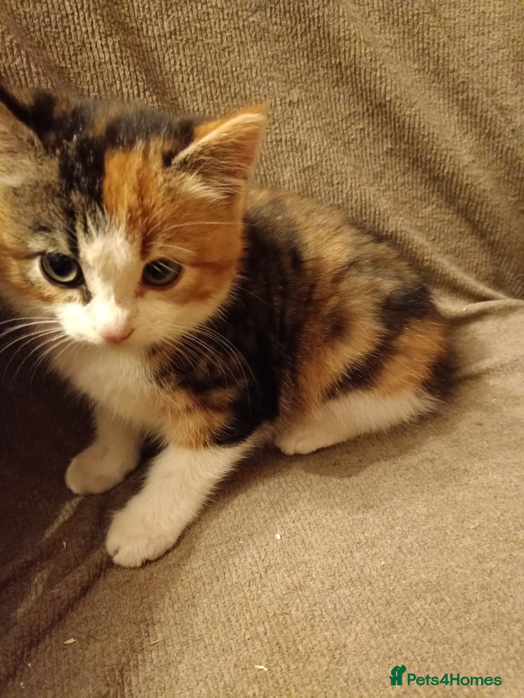 Mixed Breed cats for sale: 3 male ginger and 3 female Tortie kittens - Advert 15