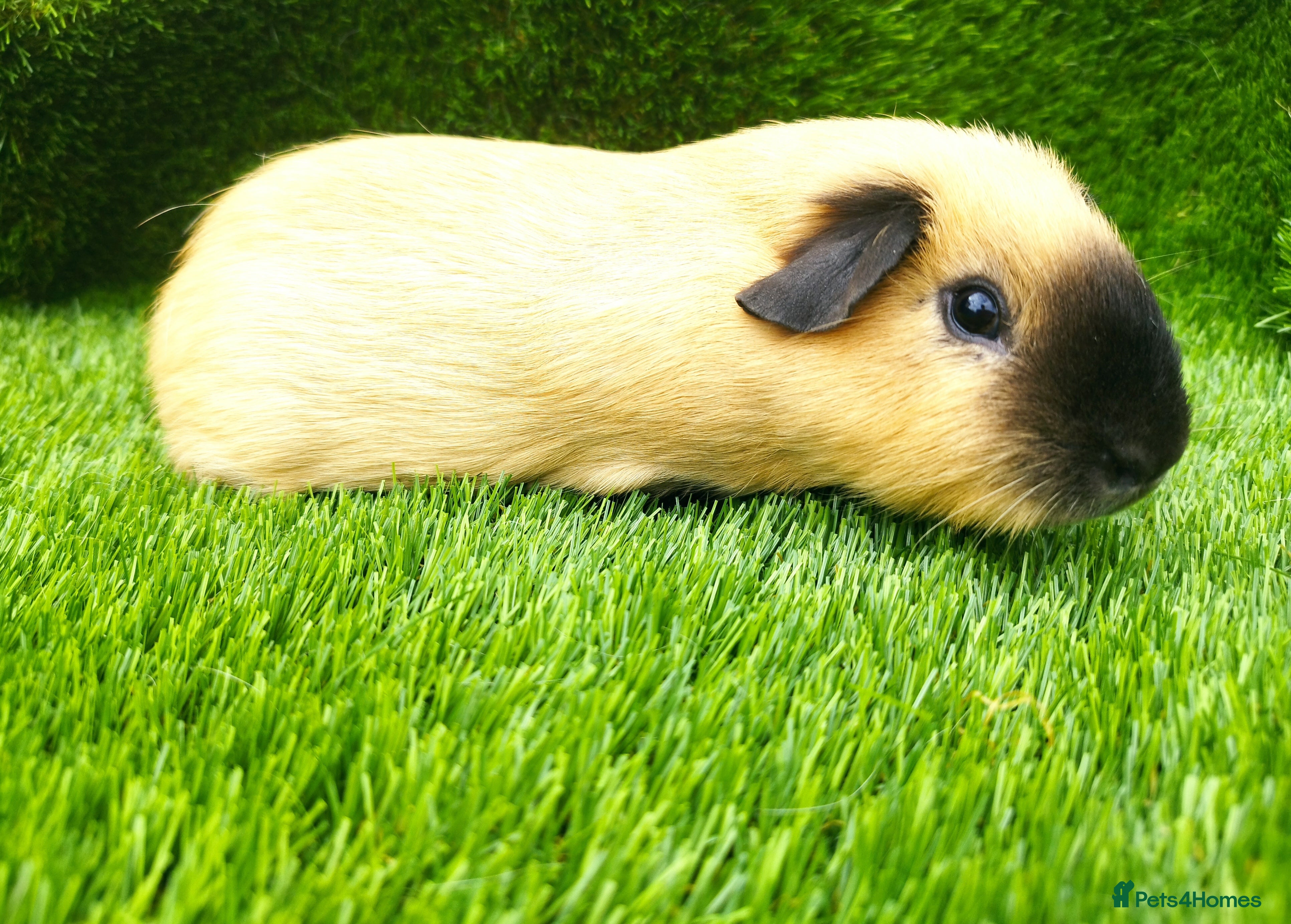 Guinea Pig rodents 2 Cream California Boars  - Advert 2