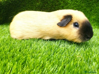 Guinea Pig rodents - Advert 32