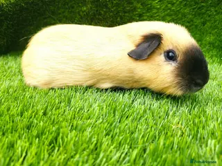 Guinea Pig rodents 2 Cream California Boars - Advert 2