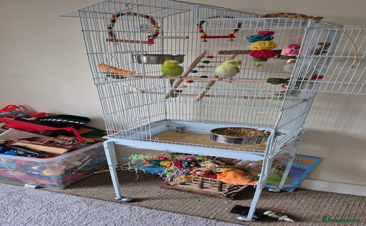Budgerigars birds Pair of budgies free to a good home - Advert 1
