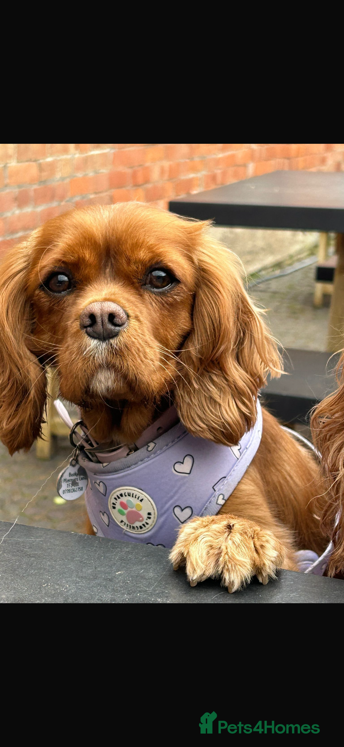 Cavapoo dogs Cavapoos F1 red/apricots - Advert 1