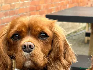Cavapoo dogs for sale: Cavapoos F1 red/apricots - Advert 1