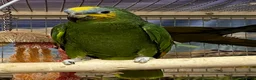 Parrots birds for sale: Birds/Parakeets/Parrots Available  - Advert 12