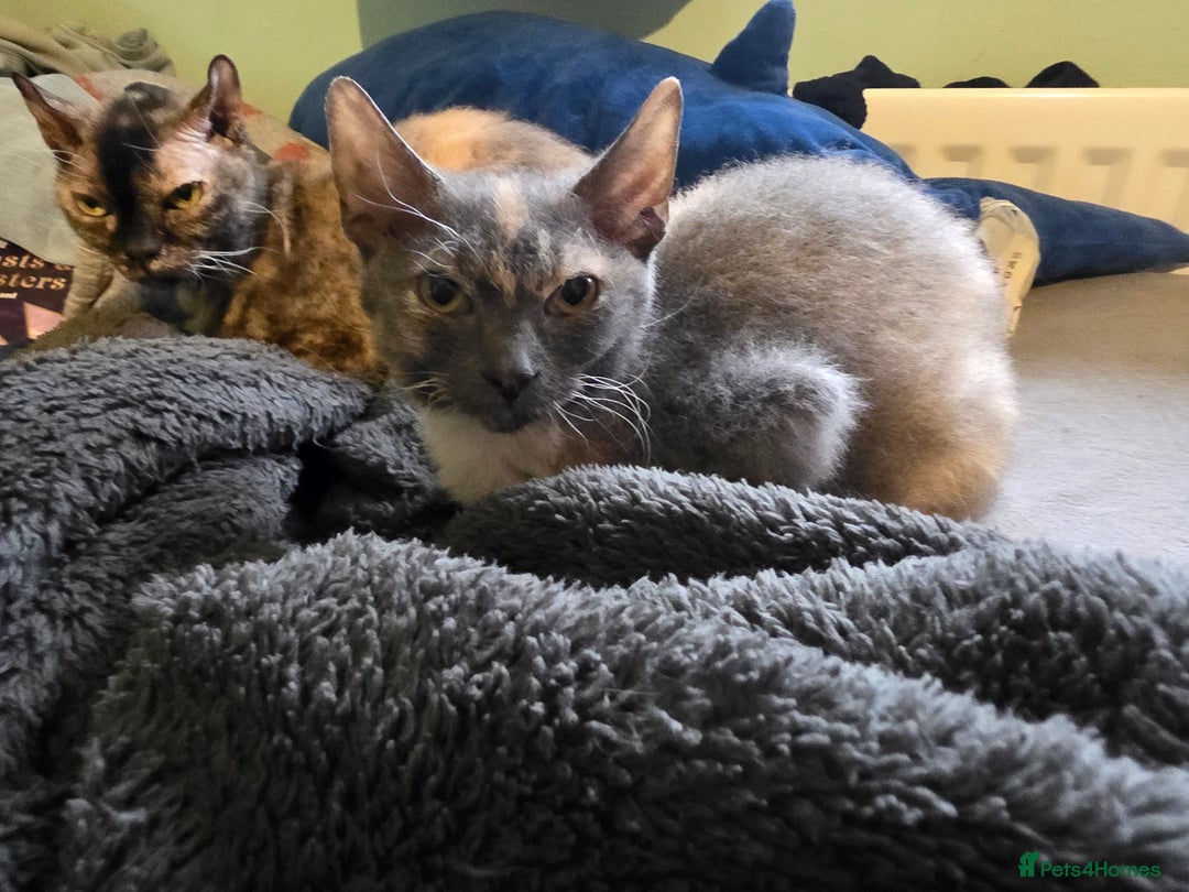 Mixed Breed cats for sale: Beautiful Female Kitten Looking for a Loving Home - Advert 11