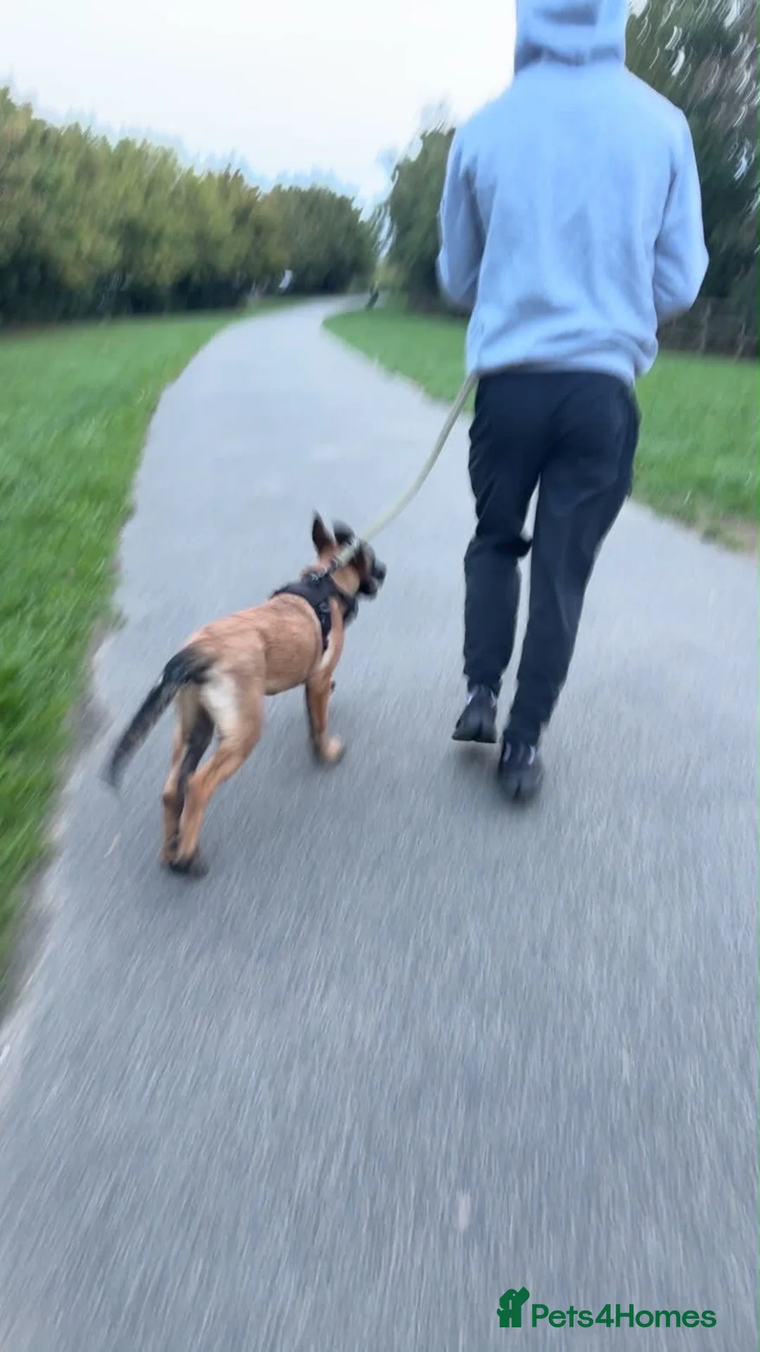 Belgian Shepherd Dog dogs for sale: Mali male for sale - Advert 2