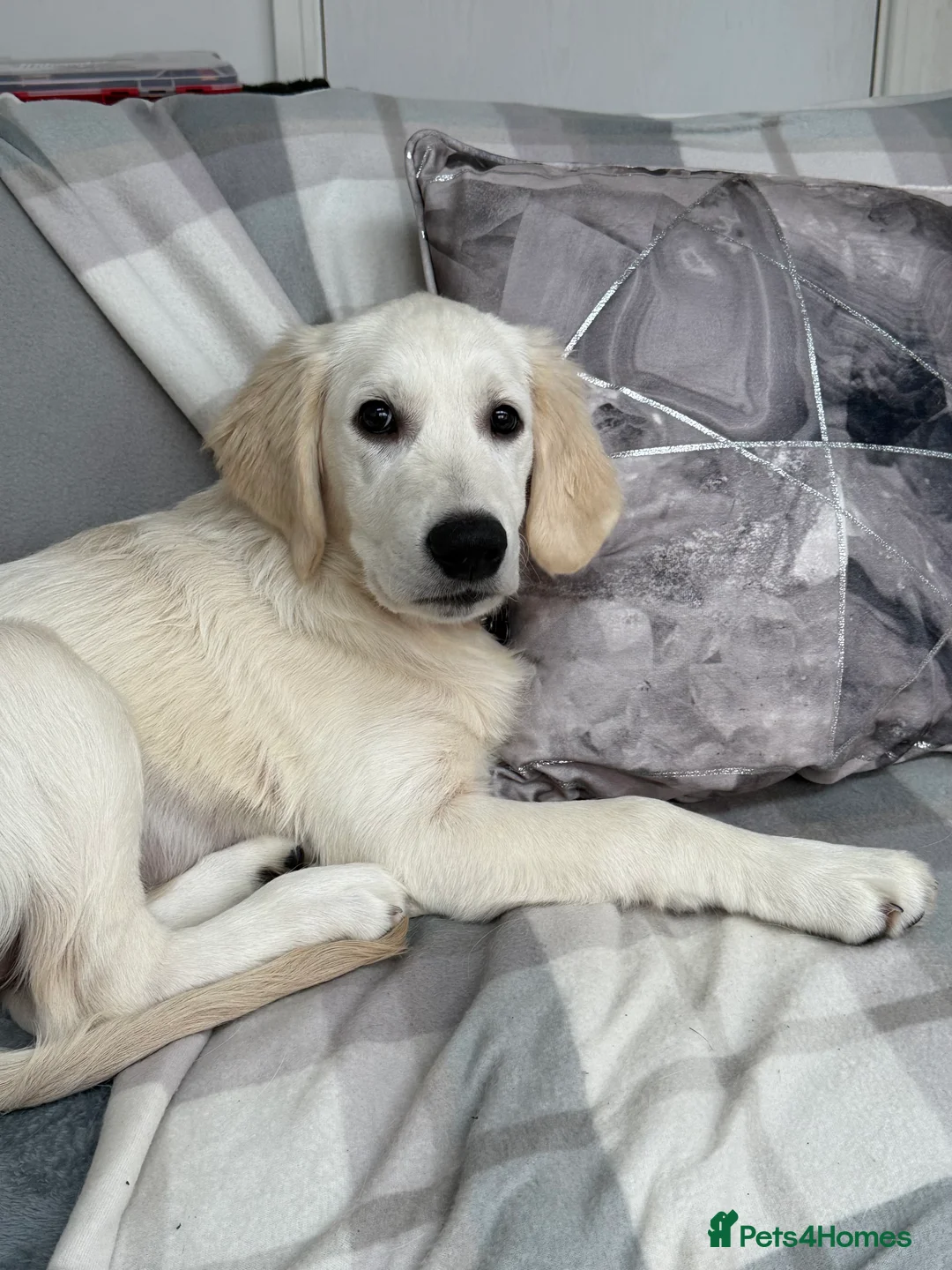 Golden Retriever dogs for sale: 6 month old, Male golden retriever  - Advert 10