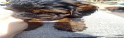 Cockapoo dogs for sale:  cockerpoo licensed breeder  - Advert 21