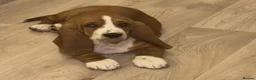 Basset Hound dogs for sale: Basset hound  in Sittingbourne - Advert 5