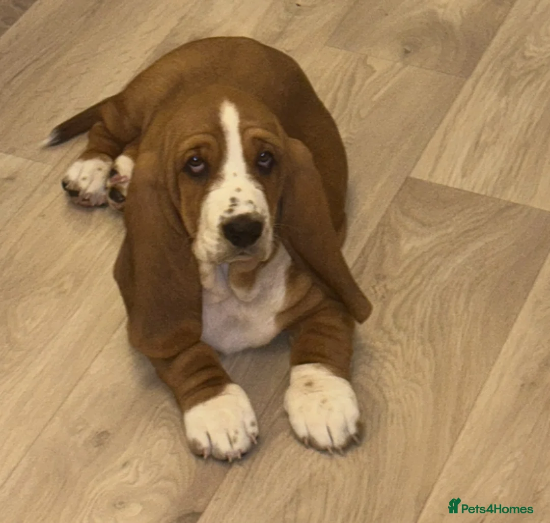 Basset Hound dogs for sale: Basset hound  in Sittingbourne - Advert 5