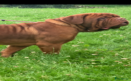 Dogue De Bordeaux dogs for sale: Pick of litter - Image 3
