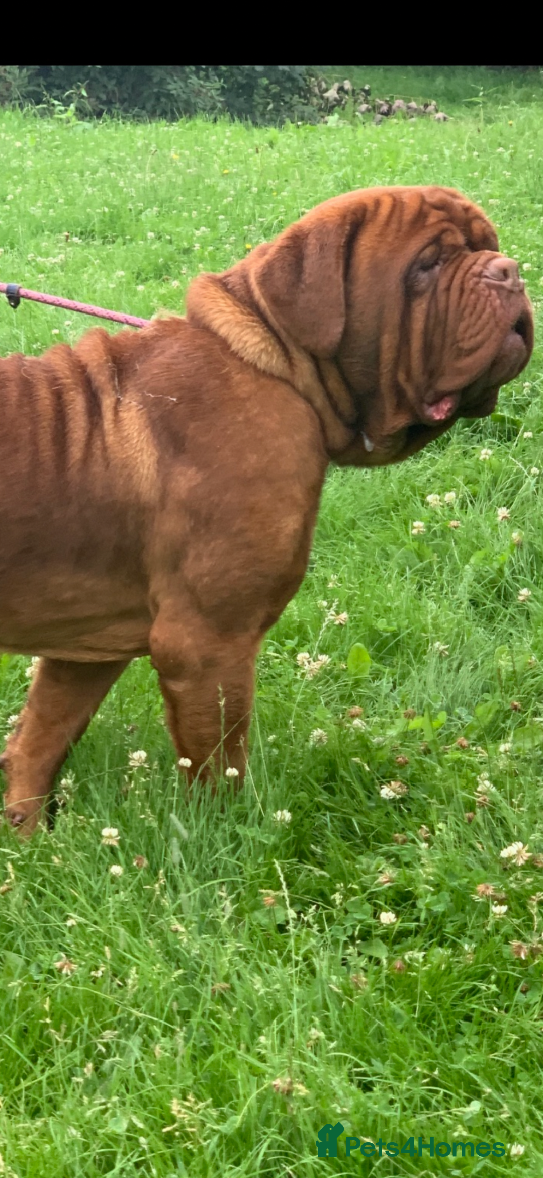 Dogue De Bordeaux dogs for sale: Pick of litter - Image 3