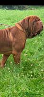 Dogue De Bordeaux dogs Kc registered pick of litter puppies !! - Advert 2