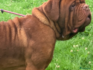 Dogue De Bordeaux dogs - Advert 3