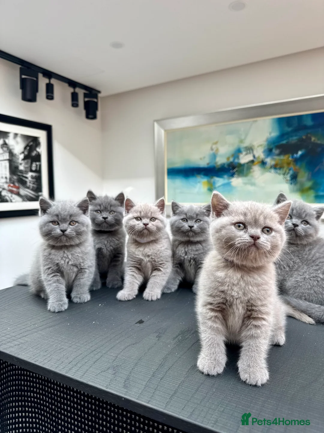 British Shorthair cats for sale: Stunning Pedigree British Shorthair Kittens - Advert 1