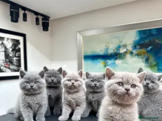 British Shorthair cats Stunning Pedigree British Shorthair Kittens - Advert 2