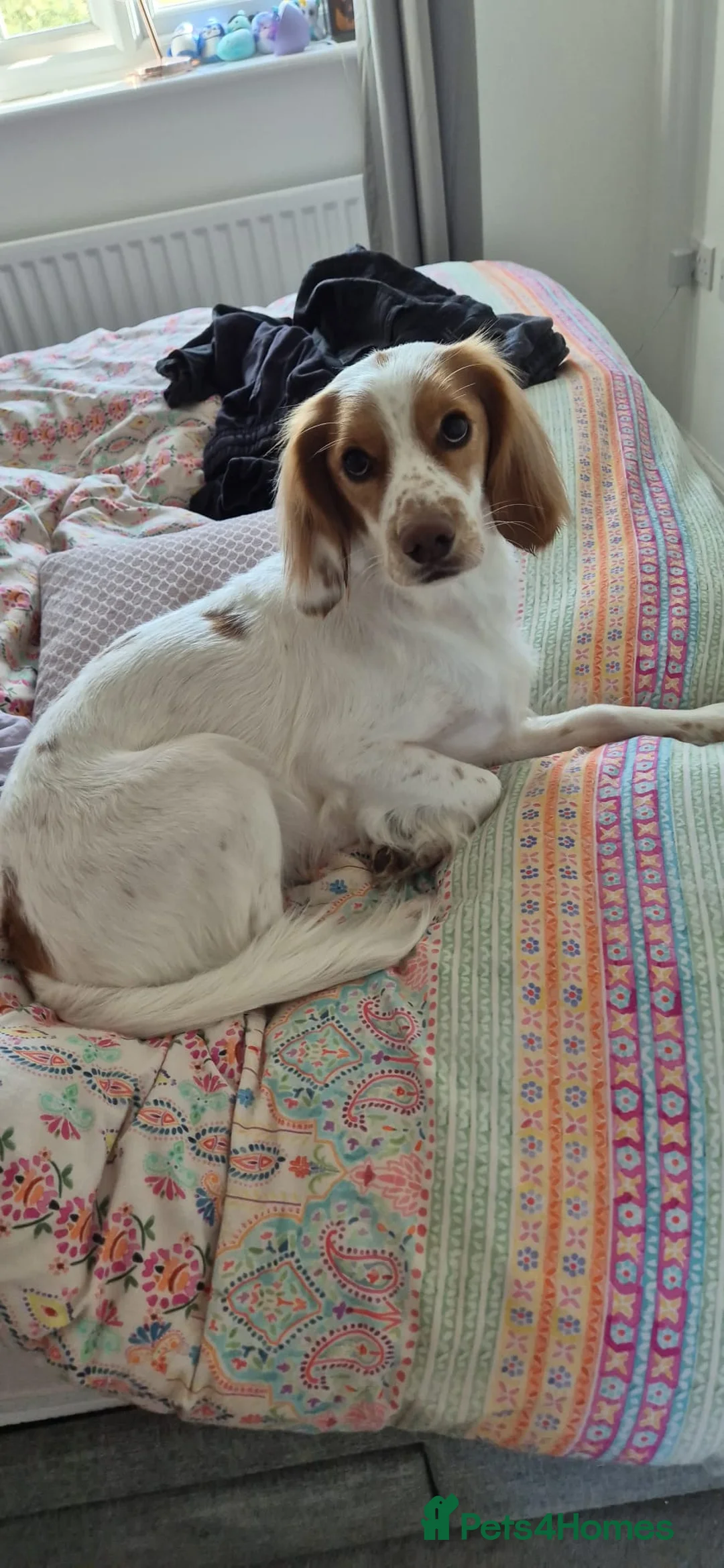 Brittany Spaniel dogs for sale: Cookie  - Advert 2