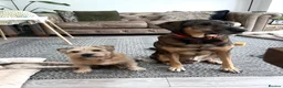 Mixed Breed dogs for sale: WILSON - Cyprus rescue for adoption - Advert 5