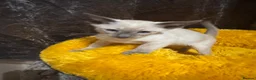 Siamese cats for sale: 6 stunning Siamese kittens available  - Advert 20
