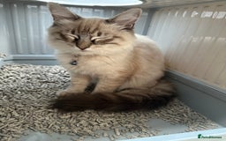 Ragdoll cats for sale: Ragdoll Lynx Blue point male - Image 16