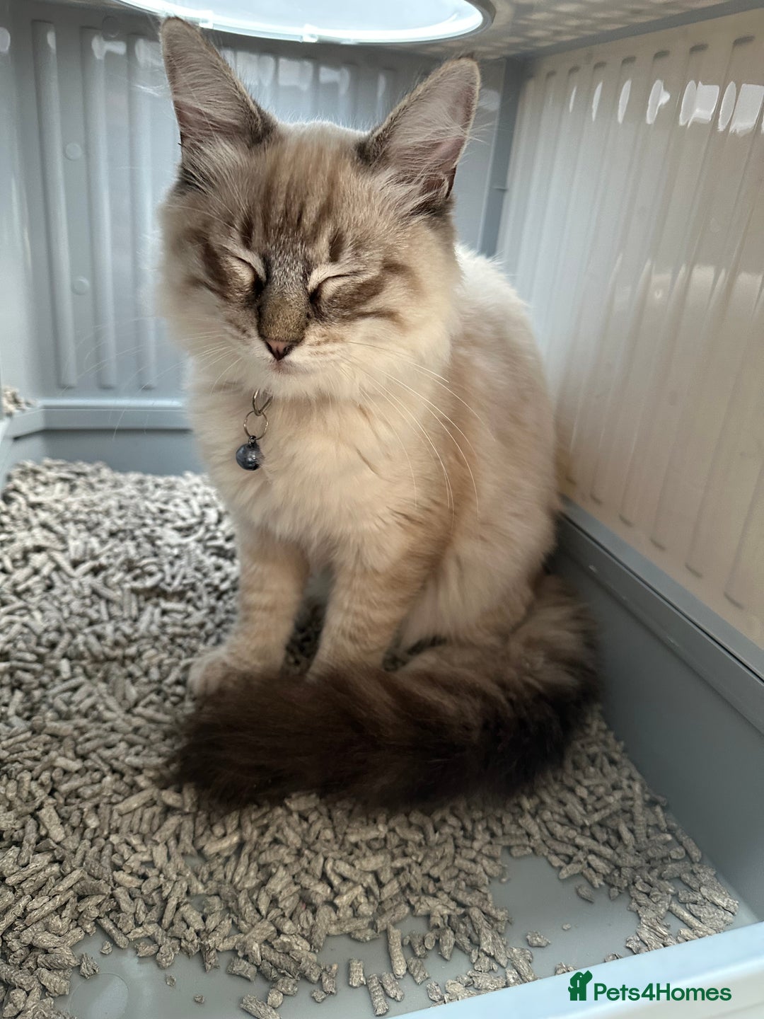 Ragdoll cats for sale: Ragdoll Lynx Blue point male - Image 16