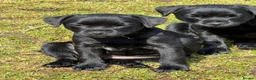 Mixed Breed dogs for sale: Border cross paterdale puppies. - Advert 2